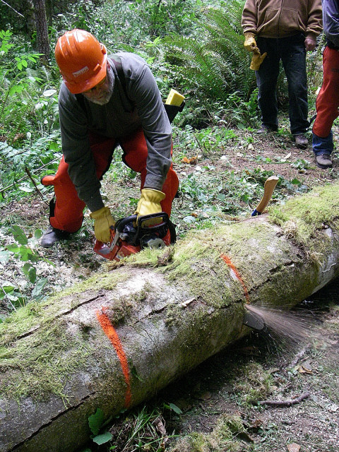 Dead Standing Timber Removal 3