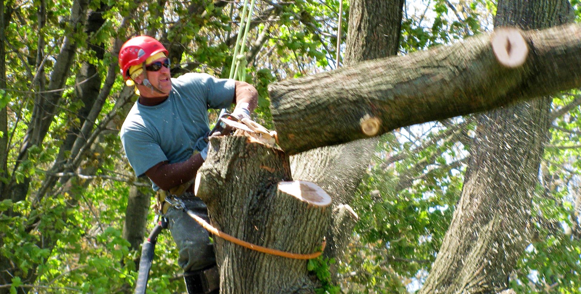 Demolition & Tree Removal Services Houston