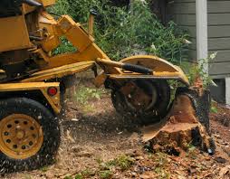 Stump Grinding Services Houston